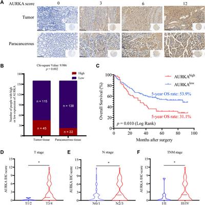 Chebulagic acid suppresses gastric cancer by inhibiting the AURKA/β-catenin/Wnt pathway